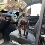 Dog is standing on the knighthak's pet delivery van front seat