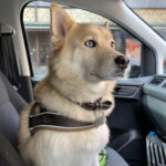 Pet transportation London