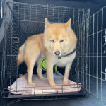 Dog in the knighthak cage for pet transportation service